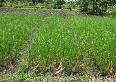 Propagation of Vetiver Nurseries in different parts of the country