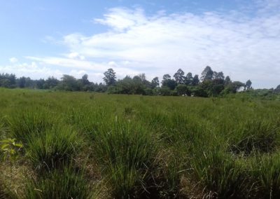 Vetiver Nursery