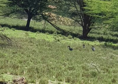 Olakera – Rehabilitations of Riparian Land-Loita Hills