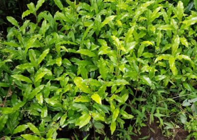 Tree Nurseries