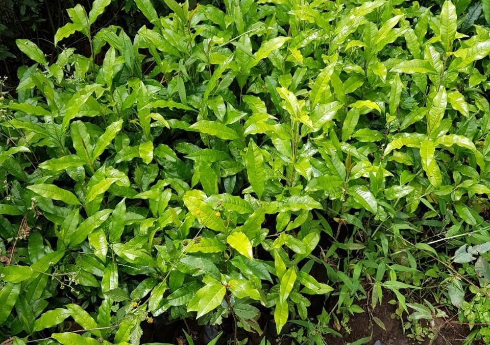 Tree Nurseries