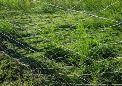 Established Vetiver Grass in Olakera Riparian Land